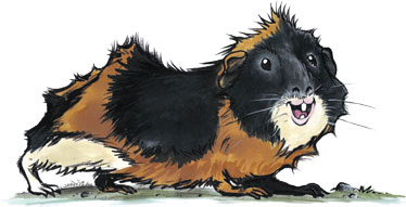 Meerschweinchen Murmel